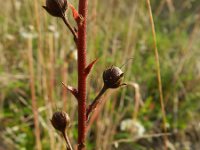 Verbascum blattaria 7, Mottenkruid, Saxifraga-Rutger Barendse
