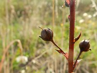 Verbascum blattaria 8, Mottenkruid, Saxifraga-Rutger Barendse