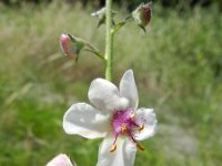Verbascum blattaria 9, Mottenkruid, Saxifraga-Rutger Barendse