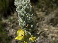 Verbascum boerhavii 2, Saxifraga-Willem van Kruijsbergen