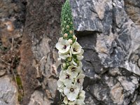Verbascum boerhavii 4, Saxifraga-Jeroen Willemsen