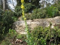 Verbascum boerhavii 6, Saxifraga-Rutger Barendse