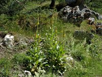 Verbascum densiflorum, Dense-flowered Mullein
