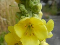 Verbascum densiflorum 15, Stalkaars, Saxifraga-Rutger Barendse