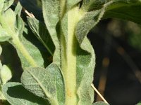 Verbascum densiflorum 31, Stalkaars, Saxifraga-Sonja Bouwman