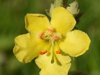 Verbascum densiflorum 33, Stalkaars, Saxifraga-Sonja Bouwman