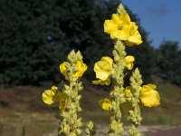 Verbascum densiflorum 5, Stalkaars, Saxifraga-Piet Zomerdijk
