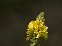 Verbascum densiflorum 9, Stalkaars, Saxifraga-Jan van der Straaten