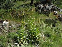 Verbascum densiflorum 1, Stalkaars, Saxifraga-Marijke Verhagen