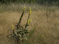 Verbascum densiflorum 10, Stalkaars, Saxifraga-Jan van der Straaten