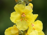 Verbascum densiflorum 11, Stalkaars, Saxifraga-Bart Vastenhouw