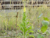 Verbascum densiflorum 12, Stalkaars, Saxifraga-Rutger Barendse