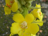 Verbascum densiflorum 13, Stalkaars, Saxifraga-Rutger Barendse