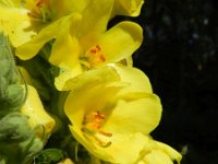 Verbascum densiflorum 16, Stalkaars, Saxifraga-Rutger Barendse