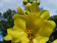 Verbascum densiflorum 17, Stalkaars, Saxifraga-Rutger Barendse