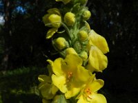 Verbascum densiflorum 18, Stalkaars, Saxifraga-Rutger Barendse