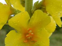 Verbascum densiflorum 19, Stalkaars, Saxifraga-Ed Stikvoort