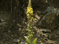 Verbascum densiflorum 2, Stalkaars, Saxifraga-Jan van der Straaten