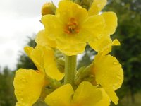 Verbascum densiflorum 20, Stalkaars, Saxifraga-Ed Stikvoort