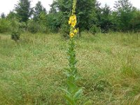 Verbascum densiflorum 21, Stalkaars, Saxifraga-Ed Stikvoort