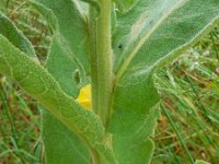 Verbascum densiflorum 22, Stalkaars, Saxifraga-Ed Stikvoort