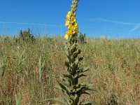 Verbascum densiflorum 23, Stalkaars, Saxifraga-Ed Stikvoort