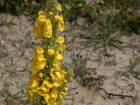 Verbascum densiflorum 25, Stalkaars, Saxifraga-Jan van der Straaten