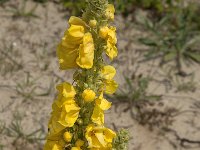 Verbascum densiflorum 26, Stalkaars, Saxifraga-Jan van der Straaten