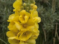 Verbascum densiflorum 27, Stalkaars, Saxifraga-Jan van der Straaten