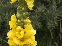 Verbascum densiflorum 28, Stalkaars, Saxifraga-Jan van der Straaten