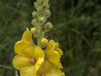 Verbascum densiflorum 29, Stalkaars, Saxifraga-Jan van der Straaten