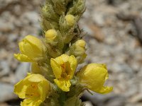 Verbascum densiflorum 3, Stalkaars, Saxifraga-Jan van der Straaten