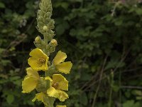 Verbascum densiflorum 30, Stalkaars, Saxifraga-Jan van der Straaten