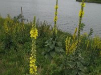 Verbascum densiflorum 6, Stalkaars, Saxifraga-Rutger Barendse