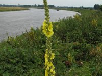 Verbascum densiflorum 7, Stalkaars, Saxifraga-Rutger Barendse