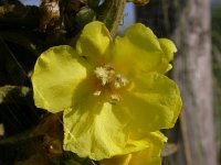 Verbascum densiflorum 8, Stalkaars, Saxifraga-Peter Meininger