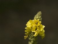 Verbascum densiflorum 9, Stalkaars, Saxifraga-Jan van der Straaten