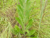 Verbascum lychnitis 15, Melige toorts, Saxifraga-Rutger Barendse