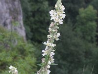 Verbascum lychnitis 18, Melige toorts, Saxifraga-Rutger Barendse