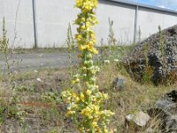 Verbascum lychnitis 19, Melige toorts, Saxifraga-Rutger Barendse