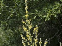 Verbascum lychnitis 22, Melige toorts, Saxifraga-Willem van Kruijsbergen