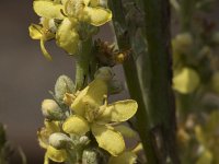 Verbascum lychnitis 23, Melige toorts, Saxifraga-Willem van Kruijsbergen