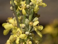 Verbascum lychnitis 24, Melige toorts, Saxifraga-Willem van Kruijsbergen