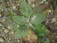 Verbascum lychnitis 4, Melige toorts, Saxifraga-Rutger Barendse