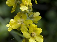 Verbascum lychnitis 7, Melige toorts, Saxifraga-Willem van Kruijsbergen
