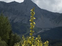 Verbascum lychnitis 1, Melige toorts, Saxifraga-Jan van der Straaten