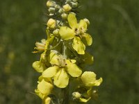 Verbascum lychnitis 10, Melige toorts, Saxifraga-Marijke Verhagen