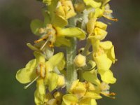 Verbascum lychnitis 11, Melige toorts, Saxifraga-Peter Meininger