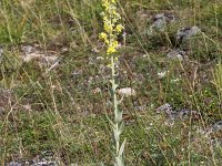 Verbascum lychnitis 12, Melige toorts, Saxifraga-Peter Meininger