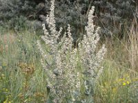 Verbascum lychnitis 13, Melige toorts, Saxifraga-Peter Meininger